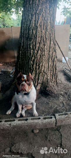 Вязка, Амбулли