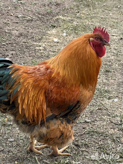 Кучинские юбилейные