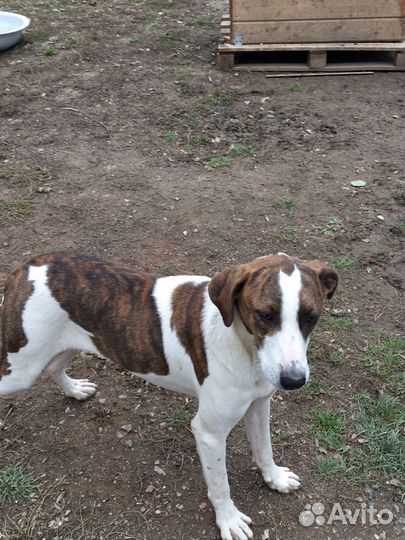 Молоденькая собака