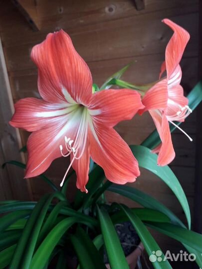 Комнатные цветы