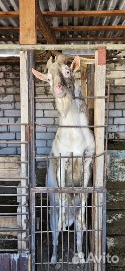 Козел зааненский