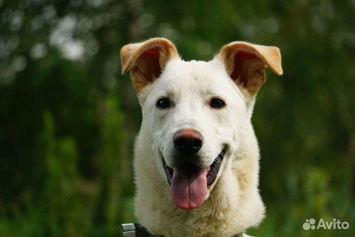 Жизнь проходит за решёткой клетки