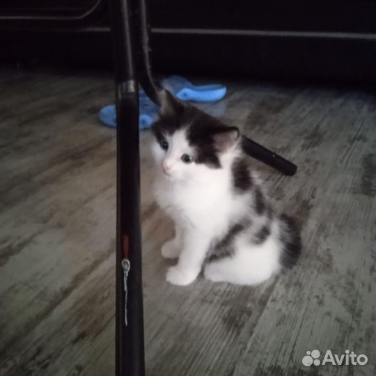 Кошечка 1,5 месяца