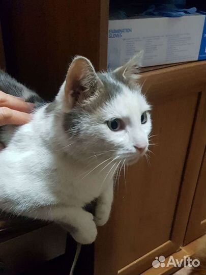 Кот-сирота мальчик в дар привит кастрирован