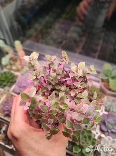 Суккуленты (крассулы, эониум, анакампсерос)