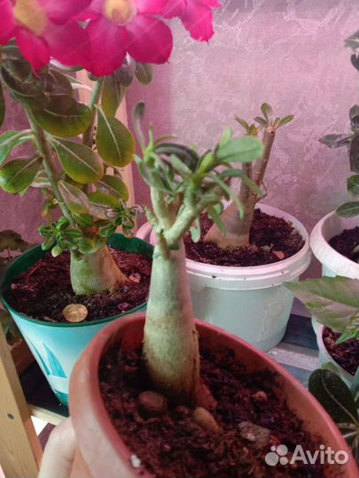 Адениум -роза пустыни