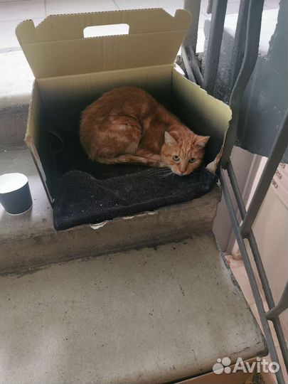 Котик в добрые руки