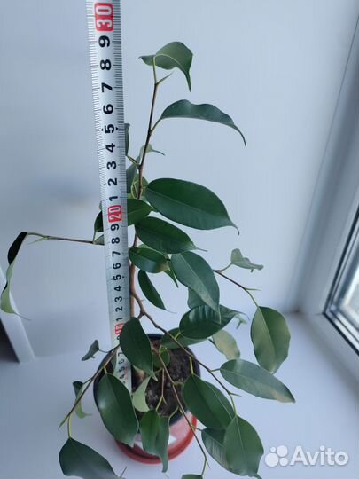 Фикус Бенджамина Даниэль