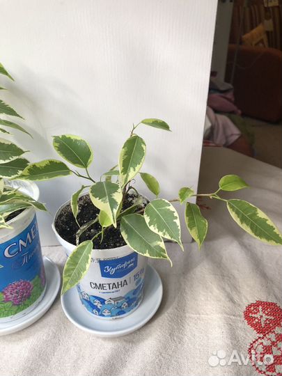 Фикус бенджамина вариегатный