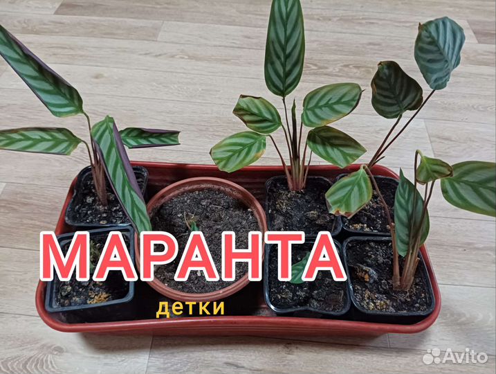 Комнатные цветы: Маранта, Спатифиллум Шопен