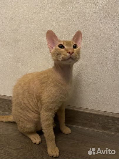 Донской сфинкс браш