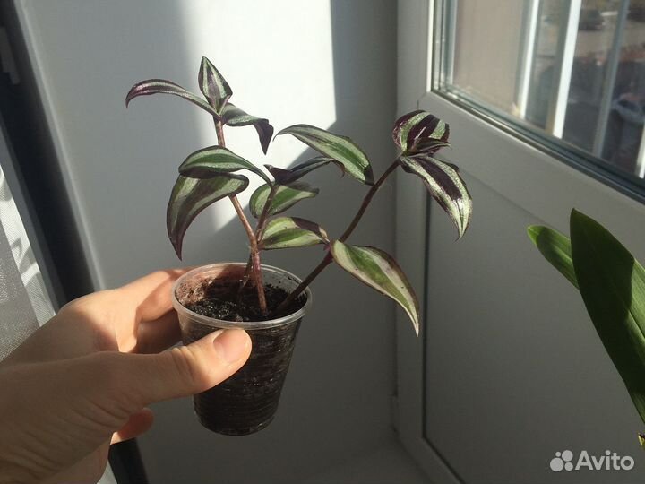 Традесканция зебрина