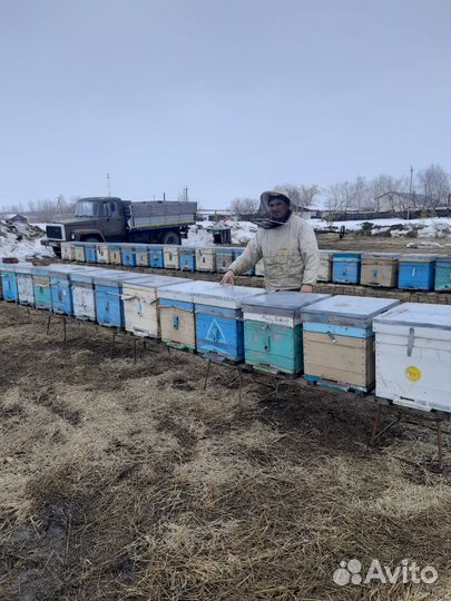 Продам пчелосемьи