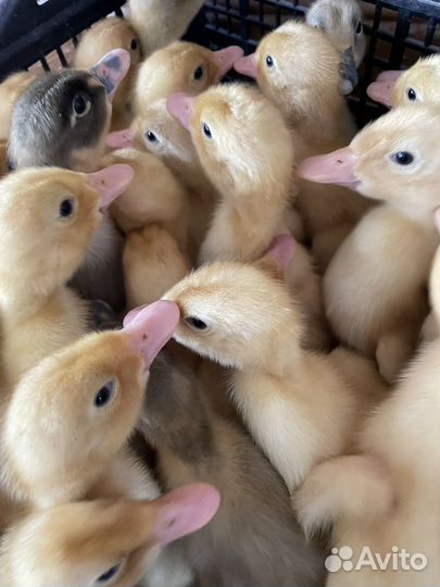 Утята опт. и розница