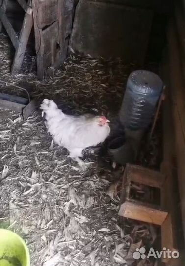 Петух молоденький