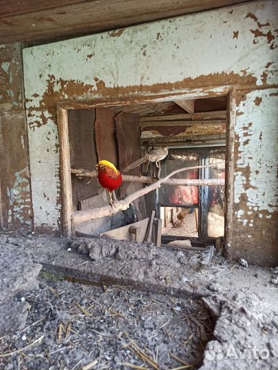 Фазаны серебряные, золотые, лимоные