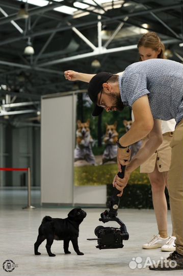 Собаки для съёмок аренда прогулки