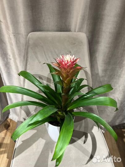 Цветок гузмания