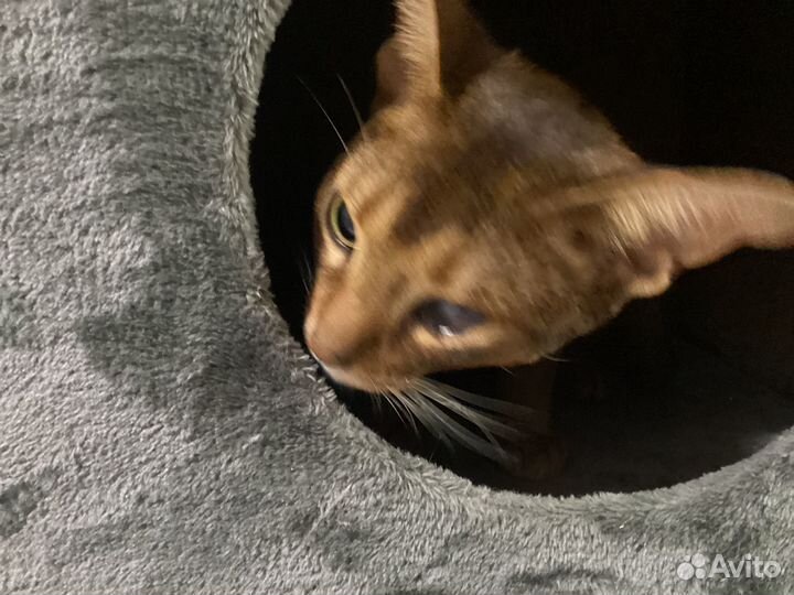 Рисую домашних животных по фото