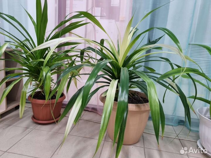 Пальма панданус