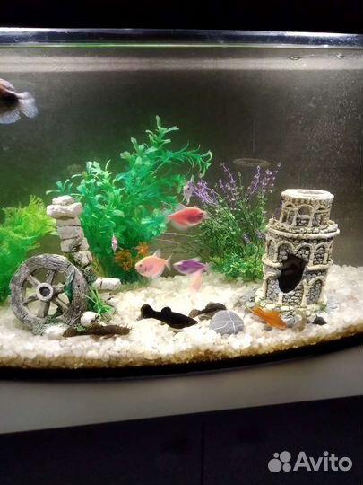 Аквариум