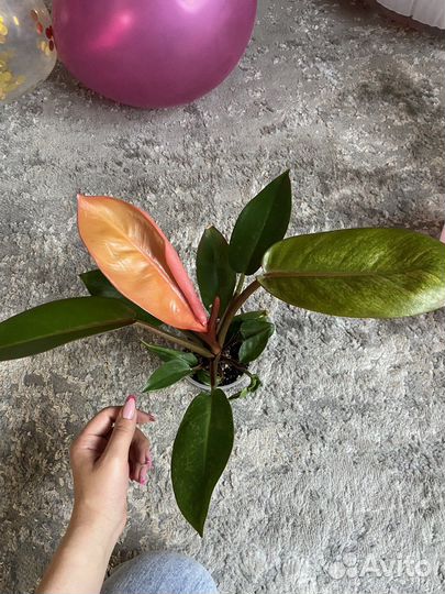 Филодендрон принц оранж