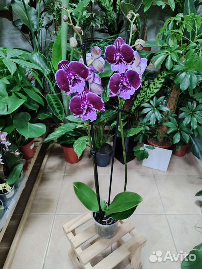 Орхидея фаленопсис биг лип