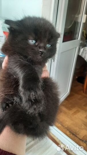 Кошки в добрые руки бесплатно