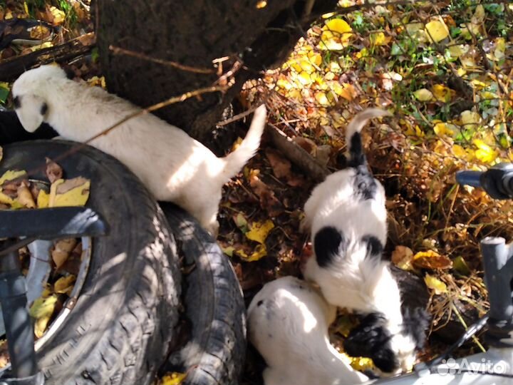 Щенки русского спаниеля