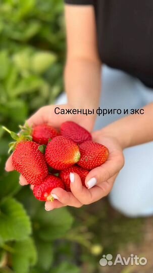 Саженцы клубники