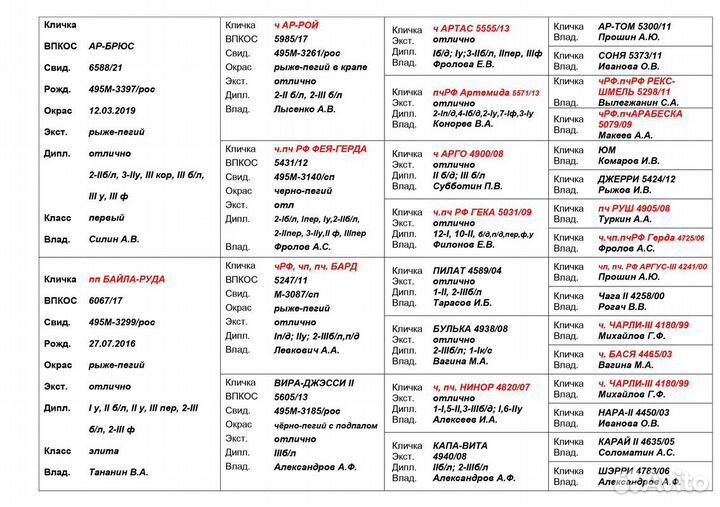 Щенки Русского охотничьего спаниеля. р. 14 февраля