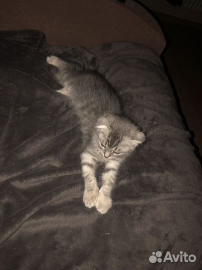 Вислоухий котенок
