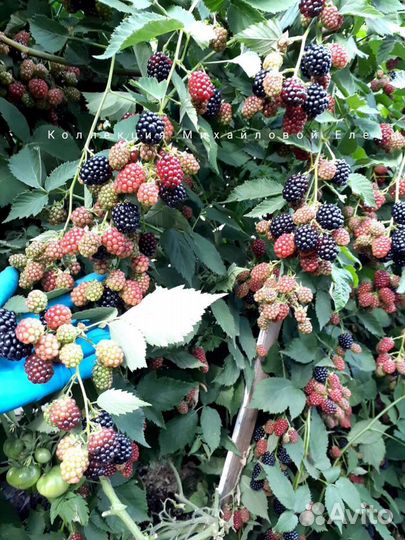Ежевика садовая без шипов саженцы