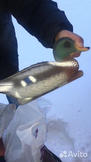 Чучело кряквы