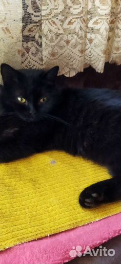 Кошки в добрые руки породистые