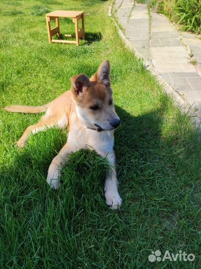 Собака в добрые руки