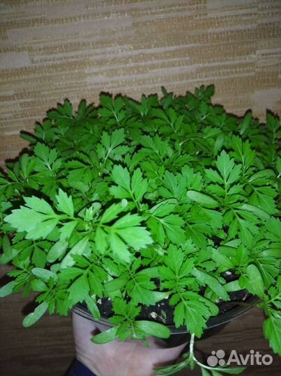 Рассада бархатцев