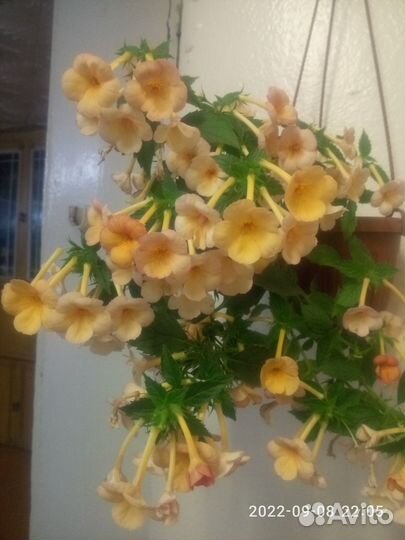 Комнатные цветы