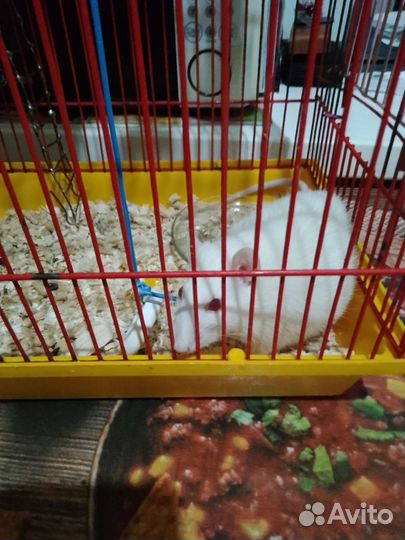 Крыса дамбо с клеткой