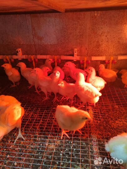 Цыплята Кобб 500