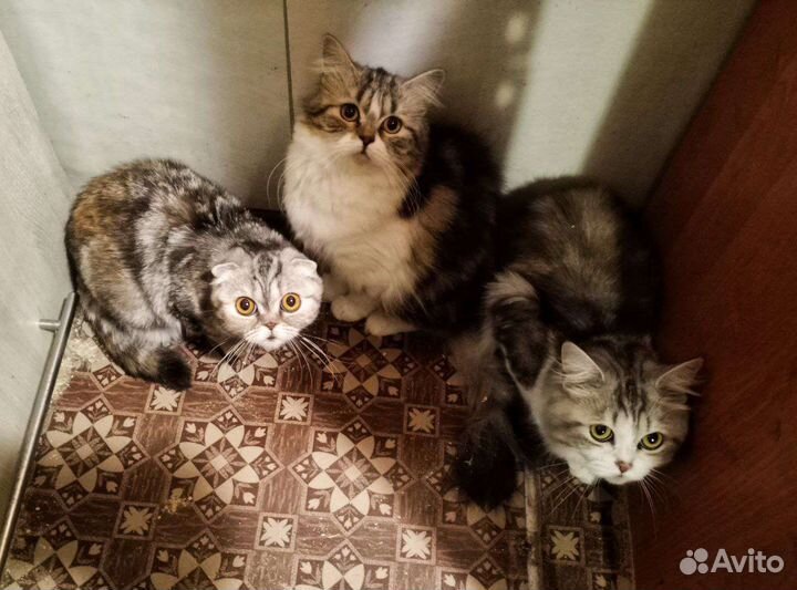 Подарите дом котикам Мариуполя