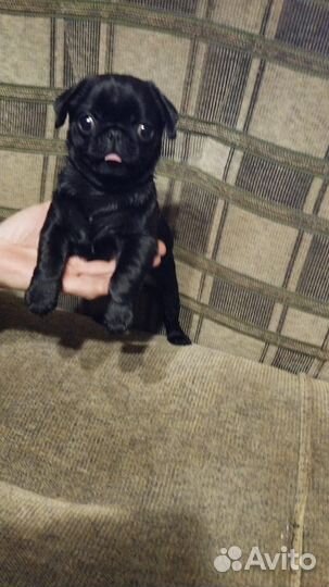 Щенки мопса