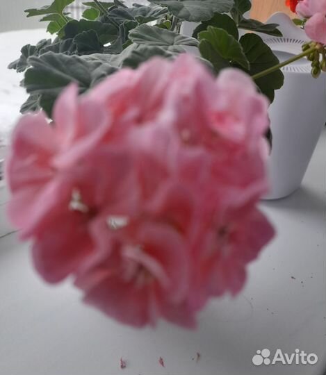 Пеларгония,герань