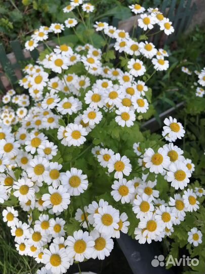 Многолетники флоксы, гелениум, традесканция