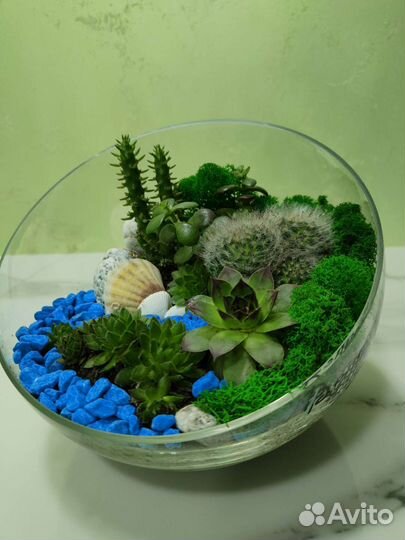 Подарок Флорариум Суккуленты