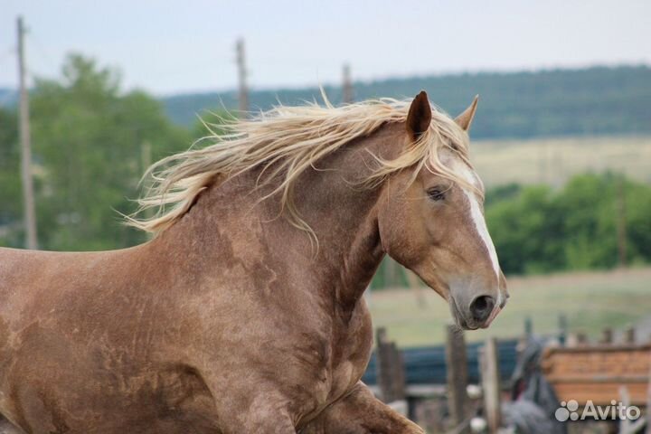 Жеребец тяжеловоз