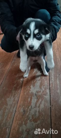 Хаски метис