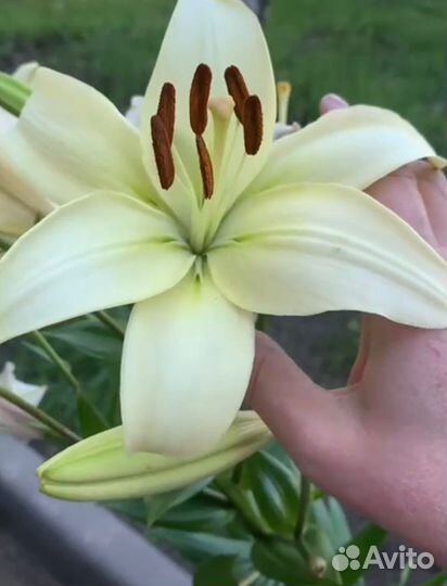 Лилия дерево Pretty Woman саженцы и луковицы