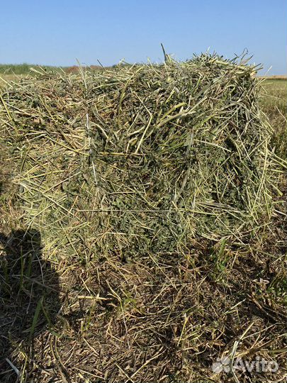 Сено люцерны в тюках