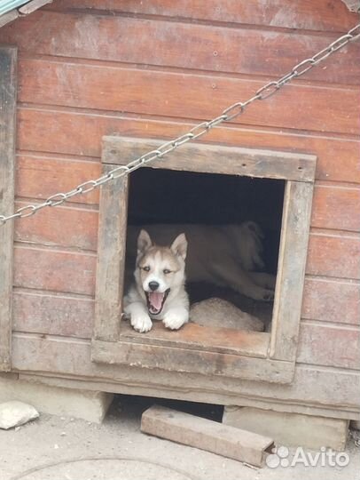 Собаки хаски